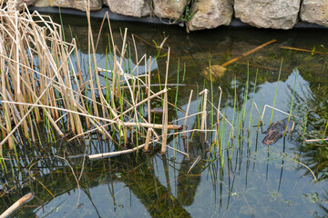 pond with reeds