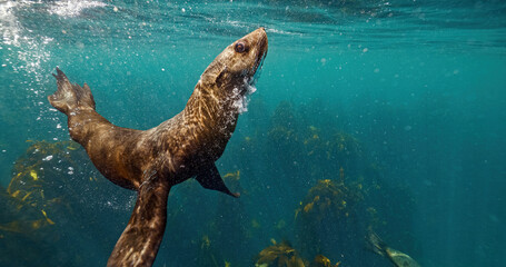 Sea Lions and Seals in the Enchanted Underwater Kelp Forest. Southern sea lions basking in the sun at a colony in Nuevo Gulf, Valdes Peninsula, Argentina. The playful sea lions frolic in the shallow