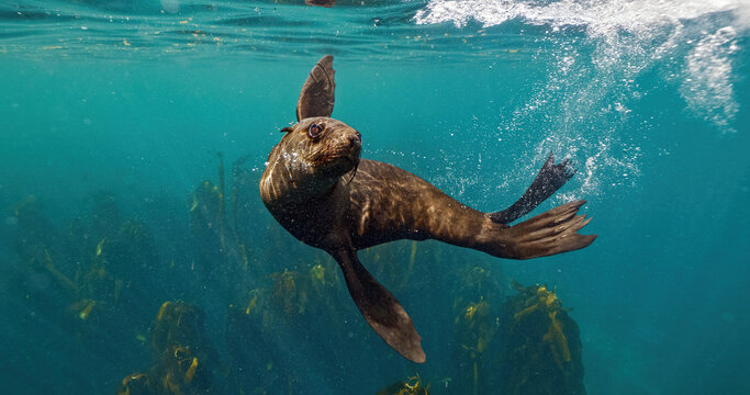 Sea Lions and Seals in the Enchanted Underwater Kelp Forest. Southern sea lions basking in the sun at a colony in Nuevo Gulf, Valdes Peninsula, Argentina. The playful sea lions frolic in the shallow
