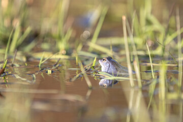 Moorfrösche während der Paarungszeit im Frühjahr beim Laichen.