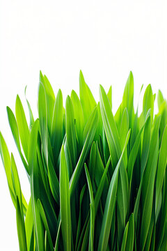 Close up, fresh spring green grass isolated on white. Vertical shot. High quality photo