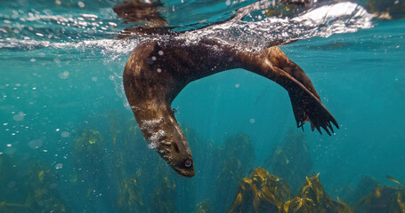 Sea Lions and Seals in the Enchanted Underwater Kelp Forest. Southern sea lions basking in the sun...