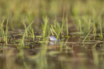Moorfrösche während der Paarungszeit im Frühjahr beim Laichen.