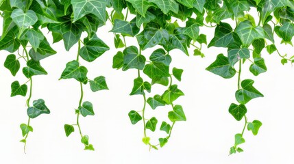 Lush green leaves of the Javanese treebine or grape ivy plant