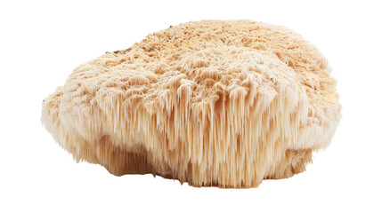 Exotic Fungus Isolated On Transparent Background