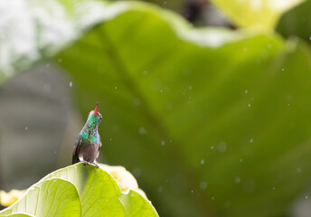 Fototapeta premium The image shows a pretty Rufous-tailed hummingbird perched on leaf