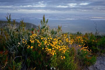 Stirling Range or Koikyennuruff landscape scenery, beautiful mountain National Park in Western Australia, with the highest peak Bluff Knoll. View through the burnt plant - 762719040