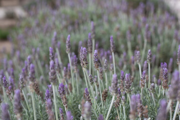 close up of lavender flowers