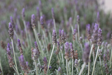 Naklejka premium lavender field in region