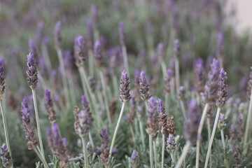 Obraz premium close up of lavender