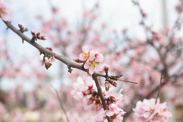almond blossom in spring