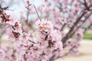 Naklejka premium almond blossom in spring