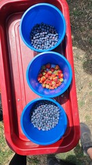 picking berries