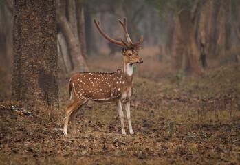 Naklejka na ściany i meble Chital or cheetal - Axis axis also Spotted deer, native to the Indian subcontinent, portrait in the indian jungle, adult male with big horns or antlers