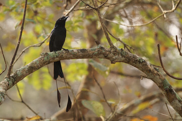 Greater Racket-tailed Drongo - Dicrurus paradiseus, Asian bird with elongated outer tail feathers with webbing restricted to the tips, family Dicruridae. Black bird with long tail and hunted insect