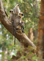Black-footed gray or Malabar Sacred Langur - Semnopithecus hypoleucos, Old World leaf-eating monkey found in southern India, family of three members in the tree