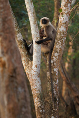 Black-footed gray or Malabar Sacred Langur - Semnopithecus hypoleucos, Old World leaf-eating monkey...