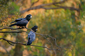 Red-tailed Black Cockatoo or Banksian or Banks' black cockatoo - Calyptorhynchus banksii is a large black bird native to Australia, pair of two birds on the branch © phototrip.cz