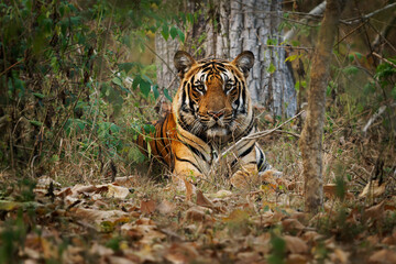 Bengal Tiger,  Panthera tigris tigris, is the biggest cat in wild, cat in Indian jungle in Nagarhole tiger reserve, big hunter in the greeen jungle, close view, nice natural background - 762720863