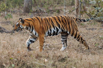Bengal Tiger,  Panthera tigris tigris, is the biggest cat in wild, cat in Indian jungle in Nagarhole tiger reserve, big hunter in the greeen jungle, close view, nice natural background