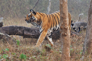 Bengal Tiger,  Panthera tigris tigris, is the biggest cat in wild, cat in Indian jungle in Nagarhole tiger reserve, big hunter in the greeen jungle, close view, nice natural background