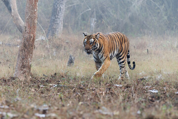 Bengal Tiger,  Panthera tigris tigris, is the biggest cat in wild, cat in Indian jungle in Nagarhole tiger reserve, big hunter in the greeen jungle, close view, nice natural background