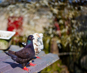 pigeon, free bird, farmed bird,