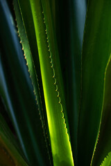 Aloe vera green leaves detail. 