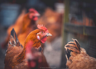 hens, hen house, range, free range, eggs