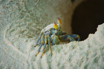 Nahaufnahme einer Krabbe, die am Strand am Eingang ihrer Höhle sitzt