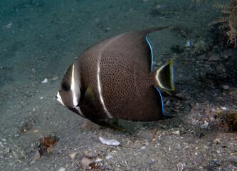 A Gray Angelfish (Pomacanthus arcuatus) in the sub-adult phase in Florida, USA