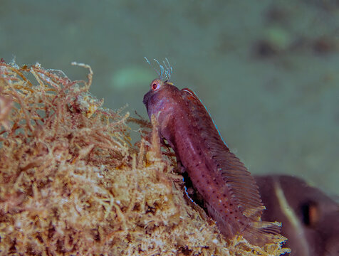 A Seaweed Blenny (Parablennius marmoreus) in Florida, USA