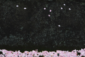 桜吹雪の後