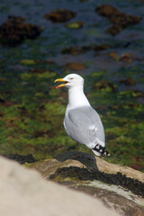 seagull on the beach
