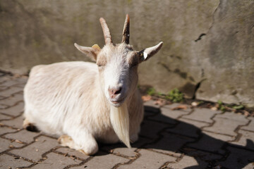 White goat sitting on the pavement