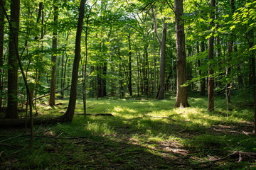 Obraz premium A peaceful moment in a secluded forest glade with sunlight