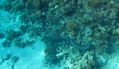 Naklejka na ściany i meble Giant moray swimming at the seabed in the Red sea Egypt with copy space. Ribbon moray eel sea snake preys on the fish inhabitants of the coral reef.