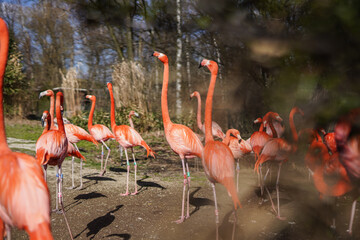 Flamingos in the zoo