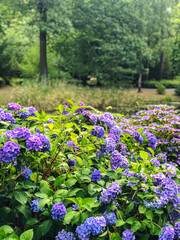 Obraz premium beautiful blue hydrangea purple flowers