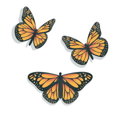 butterfly no background