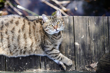 Fat cat on wooden bridge close up
