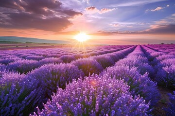 The sun is sinking below the horizon, casting a warm glow over a vibrant lavender field, Sunrise...