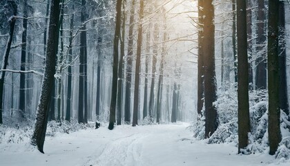 mystical atmosphere of winter forest