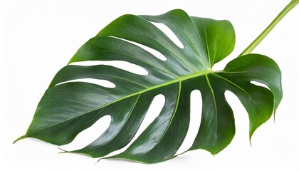 monstera leaf the tropical plant evergreen vine isolated on white background clipping path include
