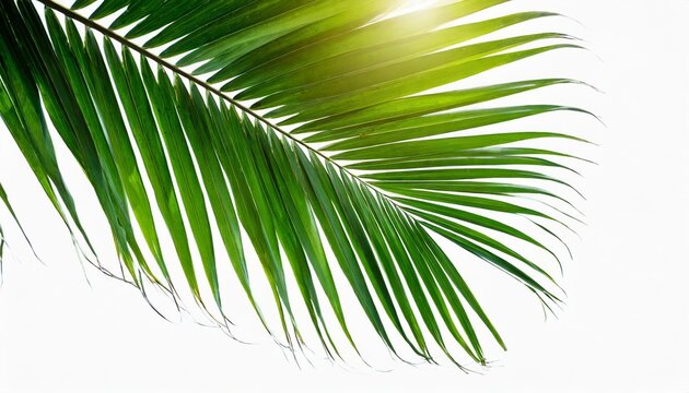 tropical palm leaf isolated on white background with clipping path for design element