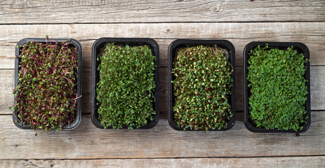 Mix of Microgreens in container