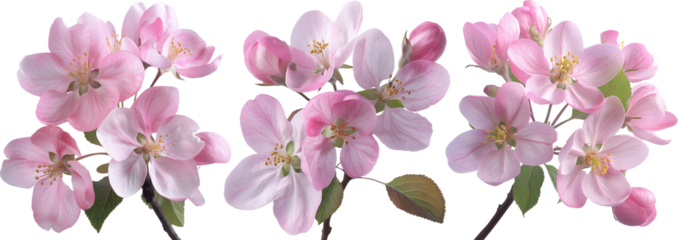 apple tree flowers on branches isolated set