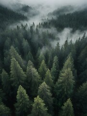 mist in the mountains