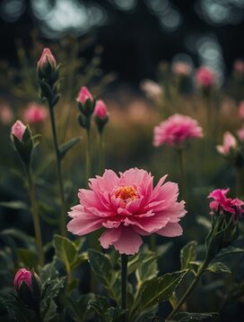 pink flower in the garden