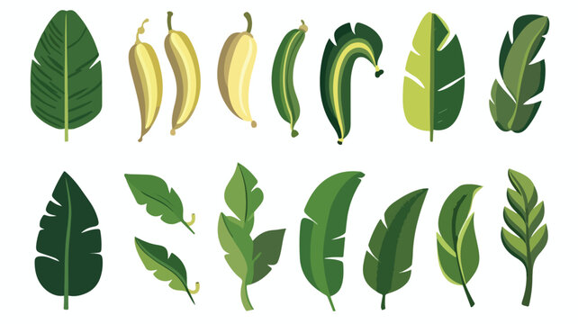 Banana leaves set. Image of decorative tropical fol